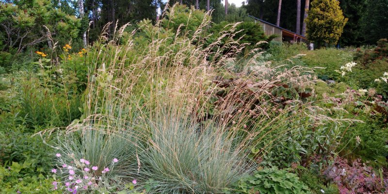 Helictotrichon sempervirens 'Saphirsprudel' Ikikaura